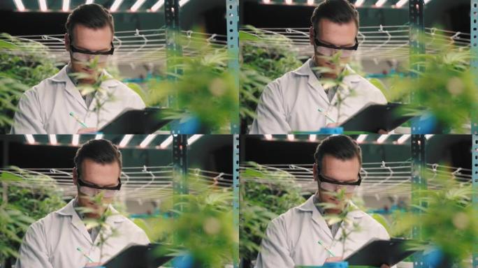 科学家检查温室中的大麻植物，用于草药替代药物和cbd石油生产