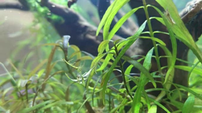 水中绿色植物之间的虾
