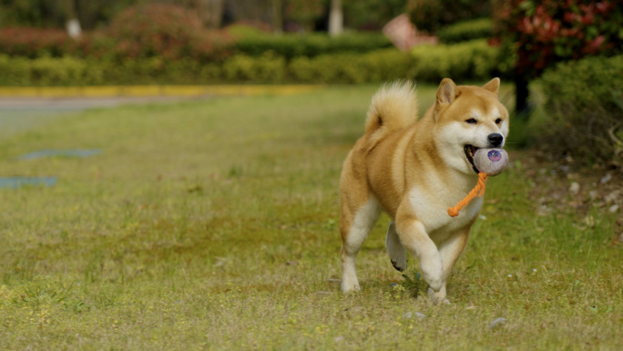 宠物狗柴犬玩球