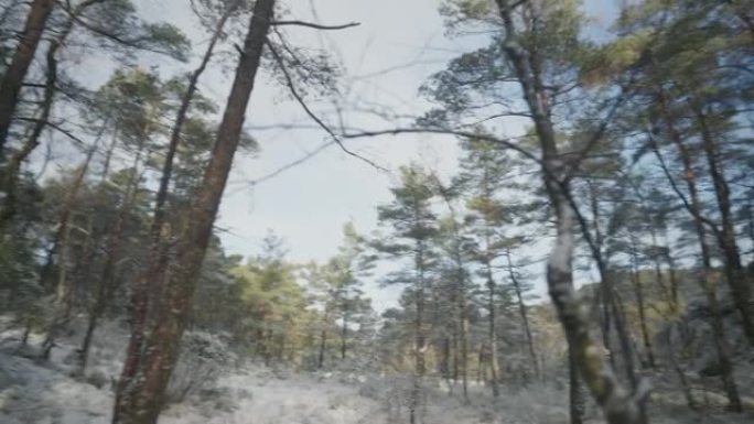 冬季的户外活动: 森林景观被雪和冰冻的湖泊覆盖