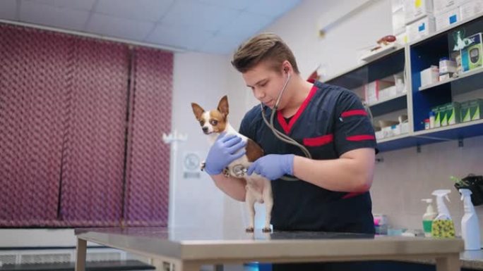 年轻的学生兽医正在兽医诊所检查吉娃娃狗，听诊器听肺