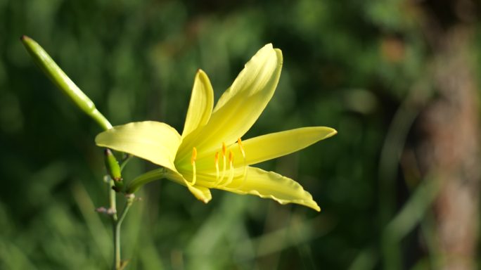 黄花菜