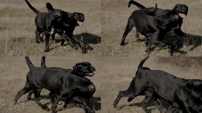 两只意大利小mast狗一起奔跑和玩耍，玩乐并享受大自然