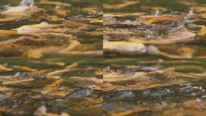 在繁殖池中拍摄金色虹鳟鱼的慢动作细节