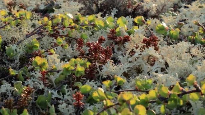 北极苔原地衣苔藓特写。主要发现于北极苔原，高山苔原地区，非常耐寒。Cladonia rangifer