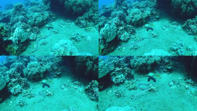暗礁附近条纹鳗鱼的水下射击