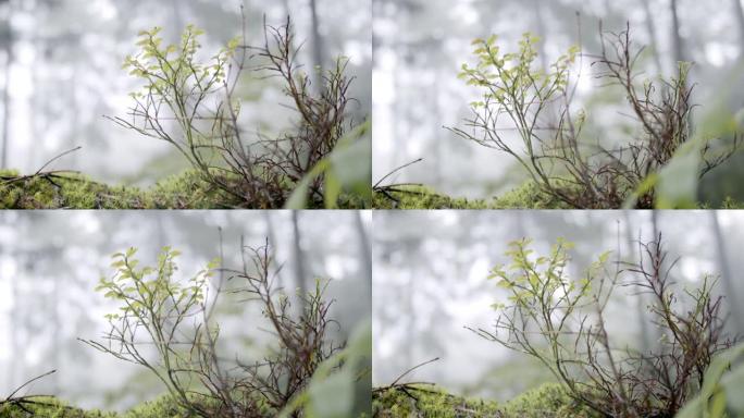 雨天树林中的植物群的细节照片