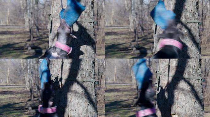 美国斗牛犬跳起来捕捉挂在光秃秃的树枝上的弹丸。阳光灿烂的日子，黑色家犬在公园里训练