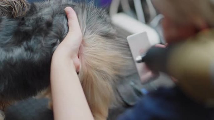 在美容工作室梳理约克夏梗的长发，为狗表演准备冠军狗