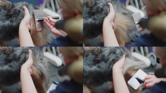 在美容工作室梳理约克夏梗的长发，为狗表演准备冠军狗
