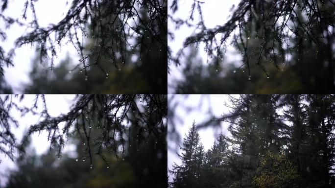 雨中松树针的特写镜头