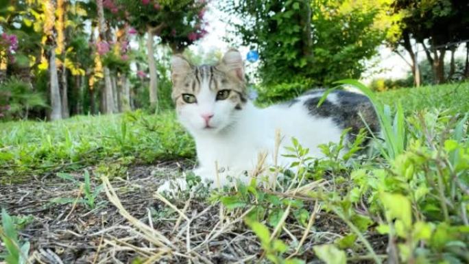 白黑相间的胡同猫躺在绿草地上。土耳其的流浪猫。夏日放松