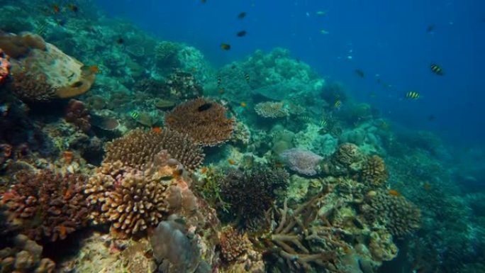 水下彩色珊瑚场景大洋潜海潜泳深海
