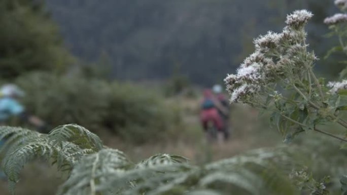 三个山地车手穿过树林