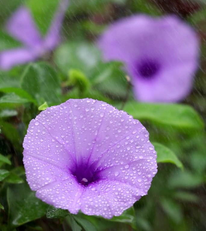 雨中的牵牛花