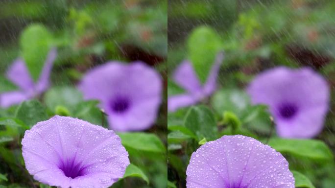 雨中的牵牛花