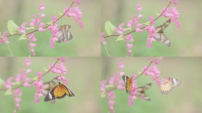 豹纹草蝴蝶喝一簇粉红色的花 (墨西哥爬山虎) 的果汁。