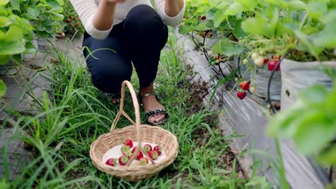 亚洲妇女去草莓农场采摘草莓度假。