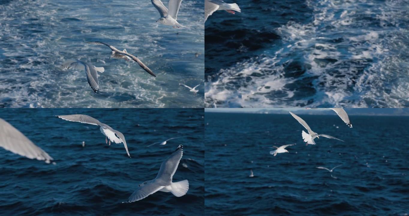 海鸥和鸟类: 渔船上的动物行为