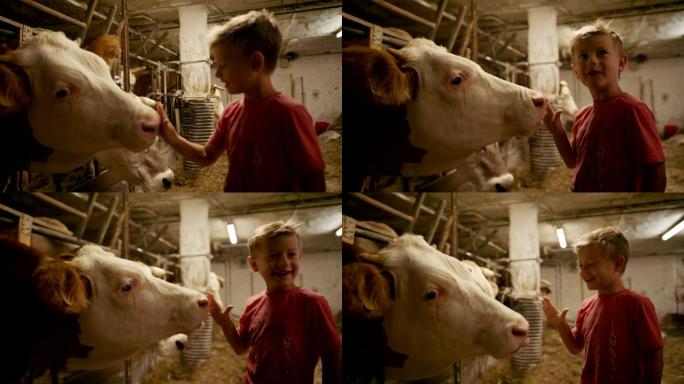 母牛舔小男孩手的细节镜头