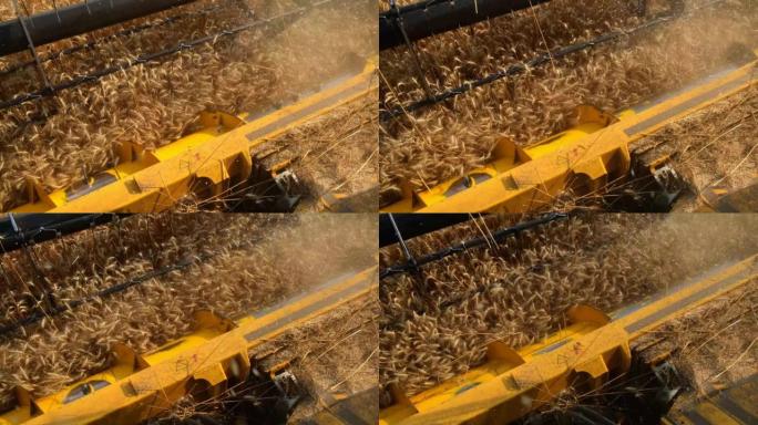 联合收割机将新鲜收获的小麦装载到拖拉机拖车中进行运输。农业收获。在麦田里组合农业机械。