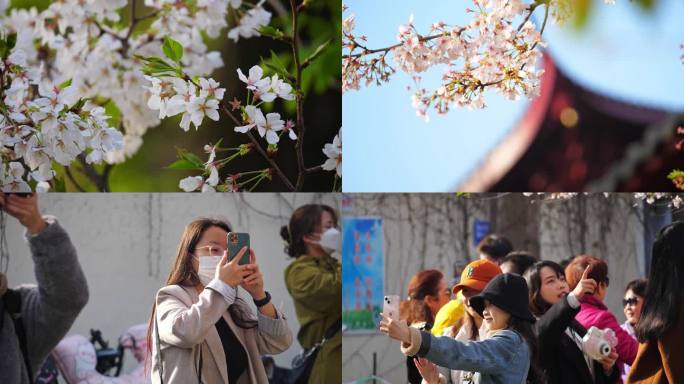 鸡鸣寺 樱花 赏樱花 游客 樱花大道