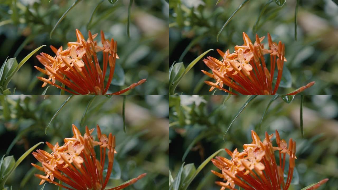 一株鲜红色热带花的特写镜头