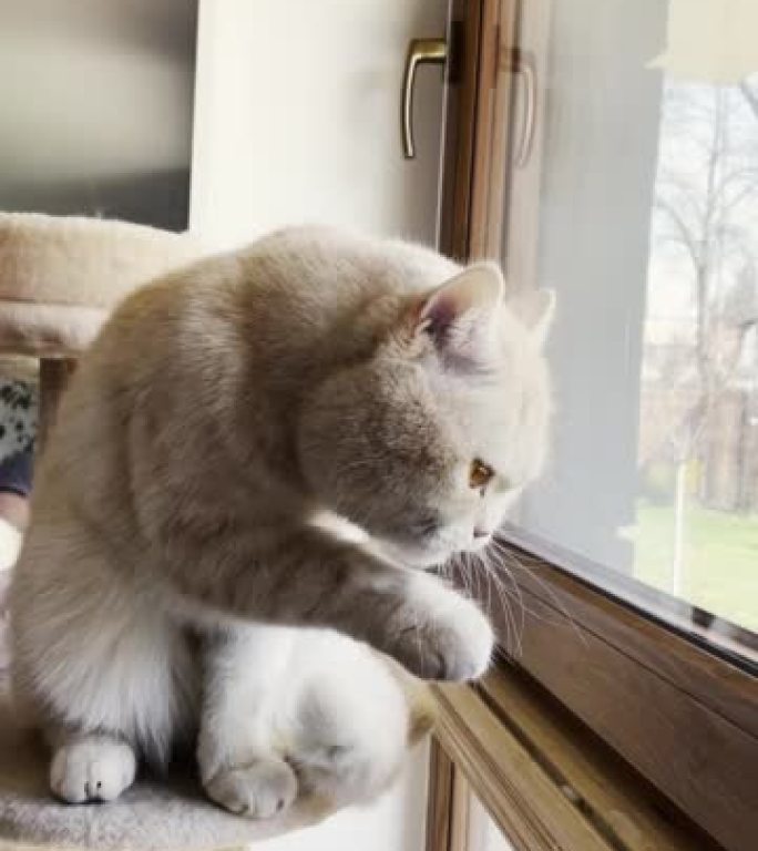 猫在窗台上舔它的爪子
