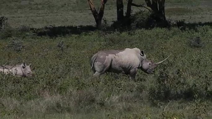 黑犀牛，双角犀牛，雌性小牛，肯尼亚纳库鲁公园，实时