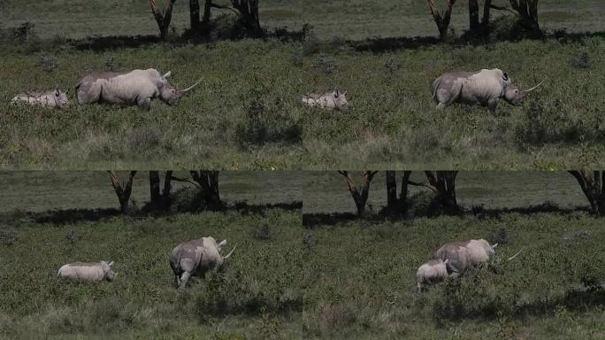 黑犀牛，双角犀牛，雌性小牛，肯尼亚纳库鲁公园，实时