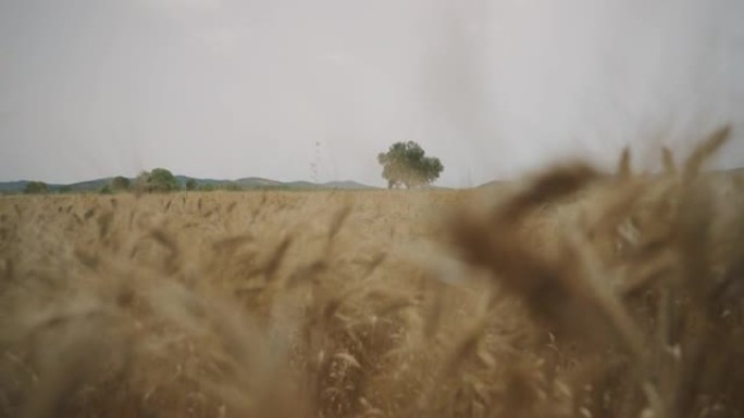 麦粒田，夏季户外标志性景观