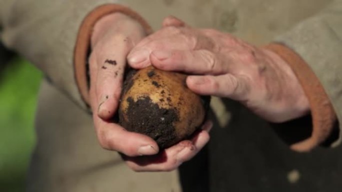农夫检查他那片沾满泥土的土豆手。