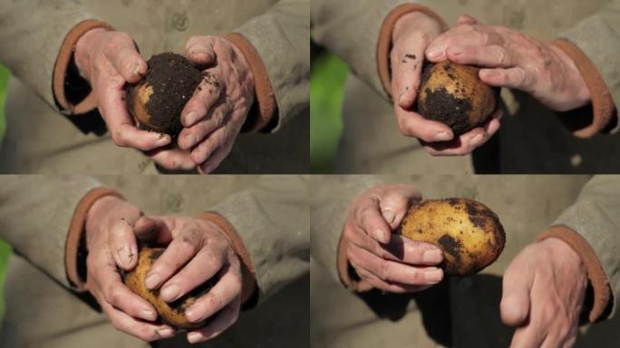 农夫检查他那片沾满泥土的土豆手。