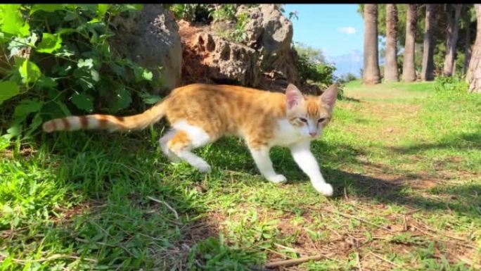 姜白巷猫走在绿草上。土耳其的流浪猫。夏日，树木，山脉和背景上的蓝天