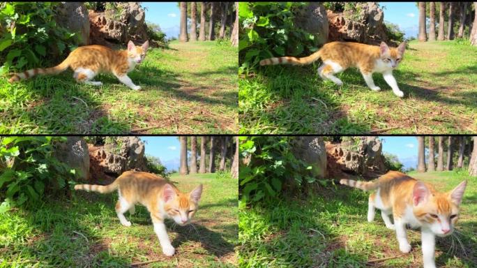 姜白巷猫走在绿草上。土耳其的流浪猫。夏日，树木，山脉和背景上的蓝天