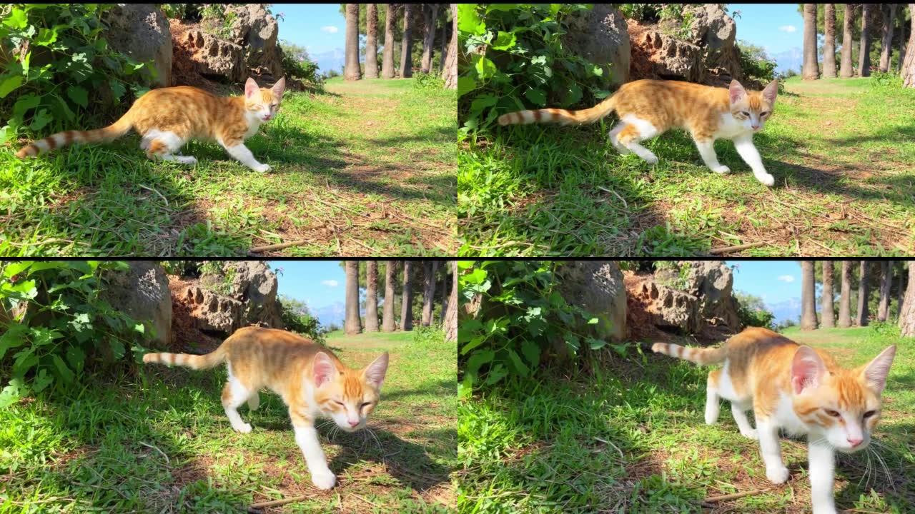 姜白巷猫走在绿草上。土耳其的流浪猫。夏日，树木，山脉和背景上的蓝天