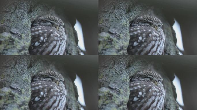 小猫头鹰睡觉的细节照片