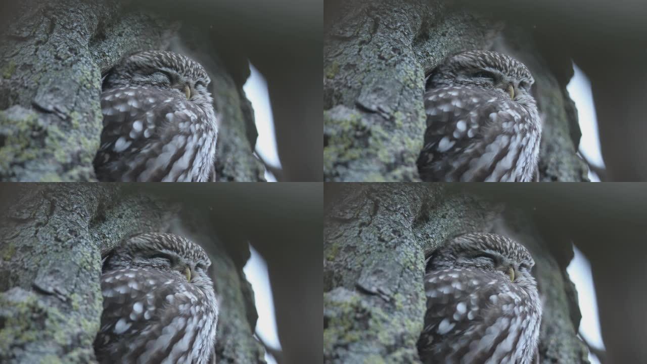 小猫头鹰睡觉的细节照片