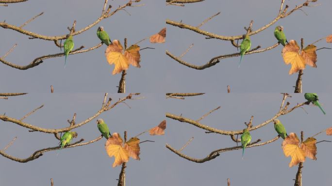 在刺桐树枝上梳理羽毛的中国本土野生鹦鹉