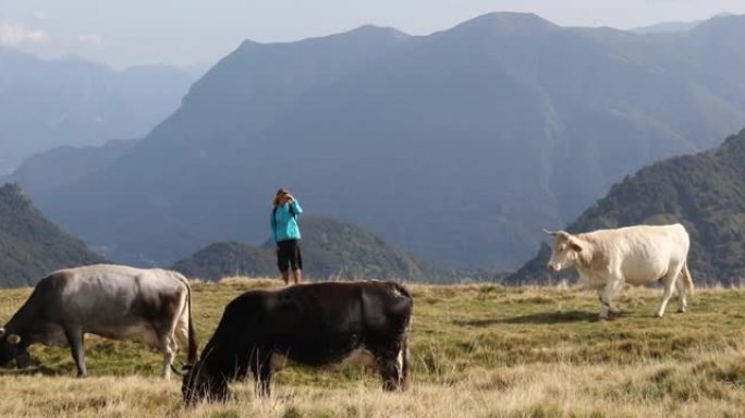 年轻女子在奶牛中徒步旅行