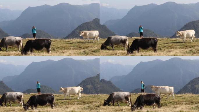 年轻女子在奶牛中徒步旅行
