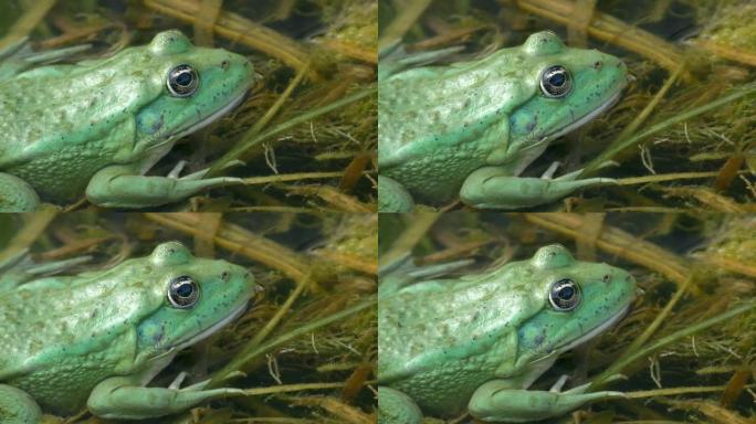 可食用蛙是沼泽蛙和池蛙之间的杂种。