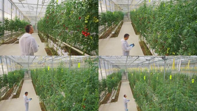 CS温室技术员监督番茄的生长