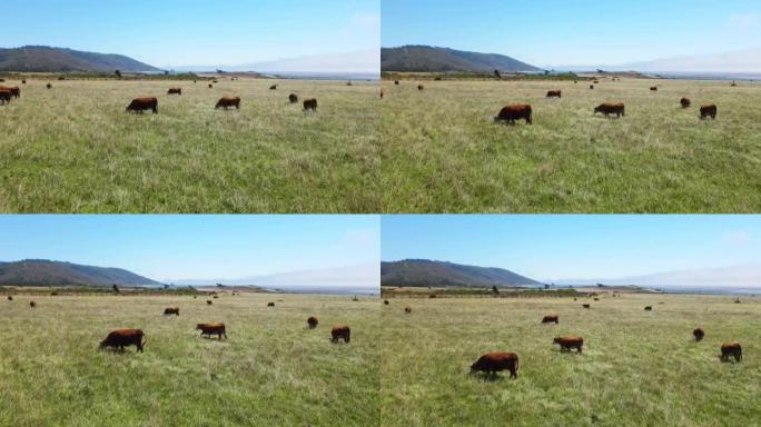 在绿草上放牧的奶牛的无人机空中飞行视图。西加利福尼亚的农业。美丽的动物
