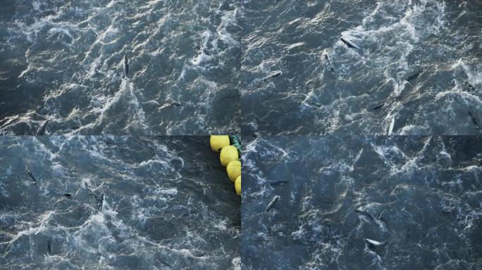 渔业: 北海船上捕获了大量鲭鱼