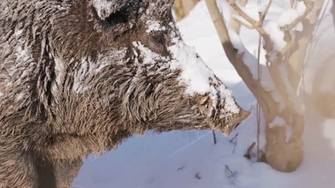 雪中野猪的细节镜头