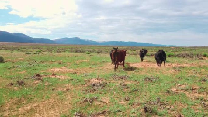 一群散养的牛穿过干旱的平原地区寻找食物。加利福尼亚的农业
