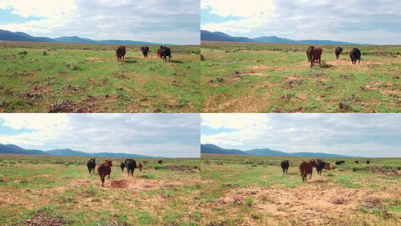 一群散养的牛穿过干旱的平原地区寻找食物。加利福尼亚的农业