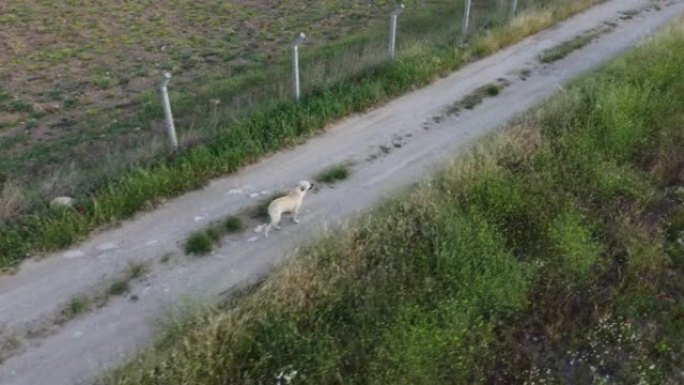 跟随一只奔跑的白色流浪狗，上面有一架无人机