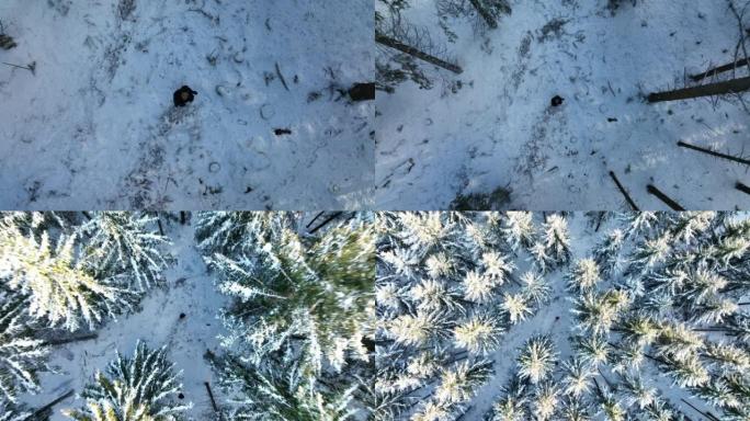 空中无人机拍摄了一名女子站在白雪皑皑的森林中